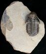 Rare Bulbous Nosed Actinopeltis Trilobite - #11491-4